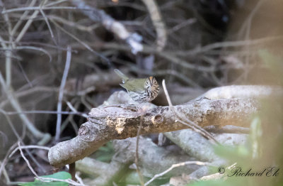 Rdkronad piplrksngare - Ovenbird (Seiurus aurocapilla)