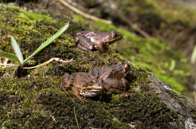 Iberisk sjögroda - Perez's frog (Rana perezi)