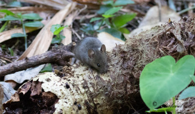 Mouse sp.