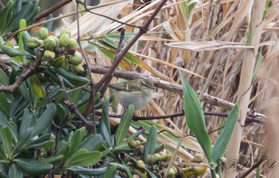 Taigasngare - Yellow-browed Warbler (Phylloscopus inornatus)