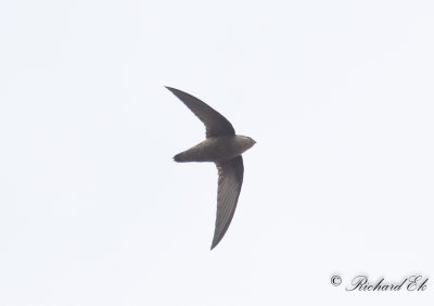 Skorstenseglare - Chimney Swift (Chaetura pelagica)