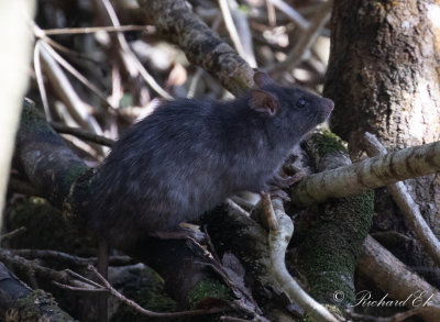 Rat sp.