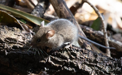 Mouse sp.