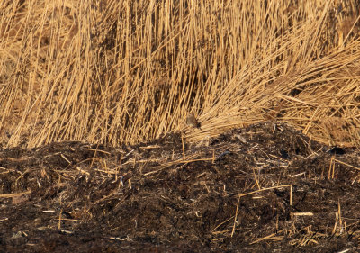 Blåhake - Bluethroat (Luscinia svecica)