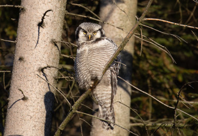 Hkuggla - Northern Hawk-owl (Surnia ulula)