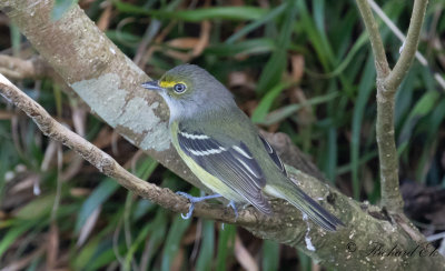 Vitögd vireo - White-eyed Vireo (Vireo griseus)