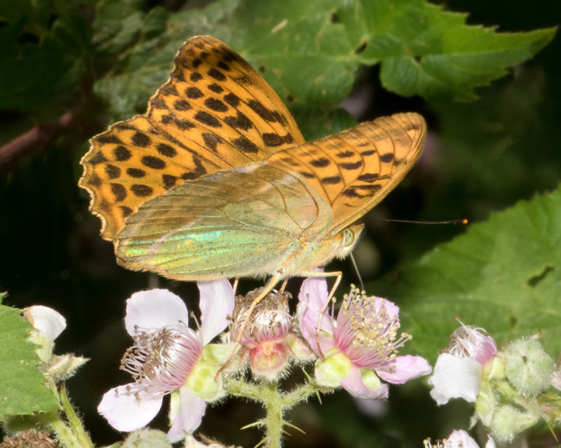 Silver-washed Fritillary - Argynnis paphia - underside 09-07-17.jpg