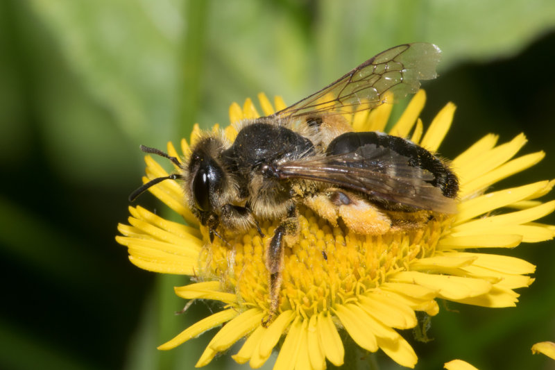 Orange-legged Furrow Bee - Halictus rubicundus 06-08-17.jpg