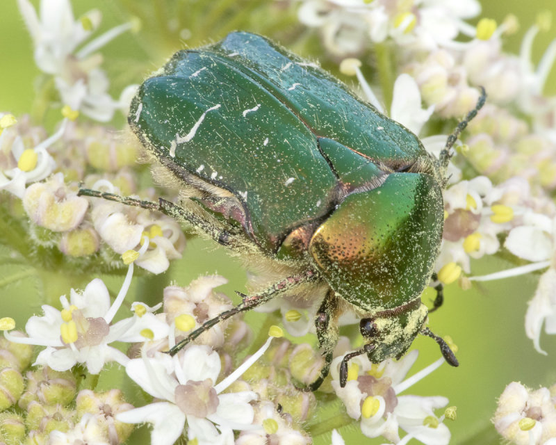 Rose Chafer - Cetonia aurata 15/06/18.jpg