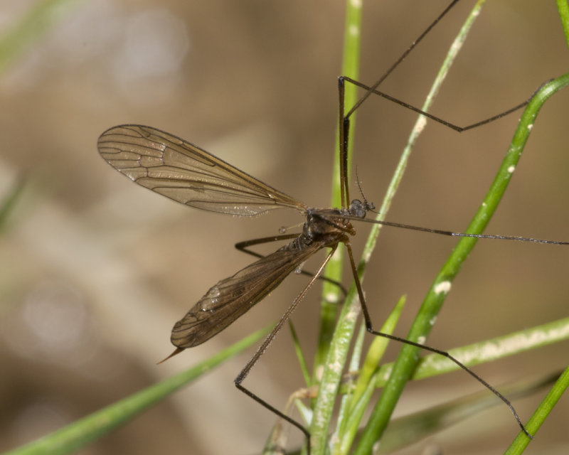 Cranefly - Neolimnomyia filata f 09/06/18.jpg