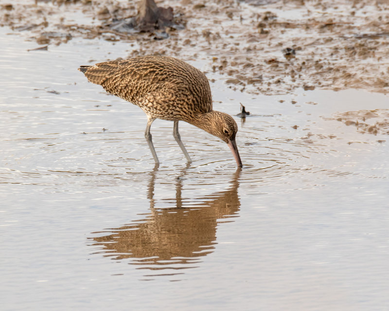 Week 01 - Curlew.jpg