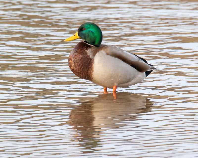 Week 01 Mallard.jpg