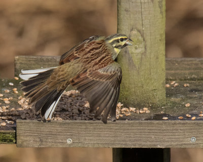 Cirl Bunting 16-02-17.jpg