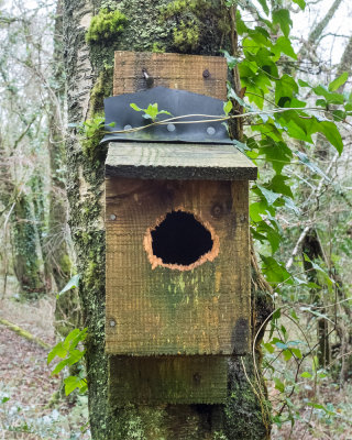 Week 11 - Woodpecker attack on bird nestbox.jpg