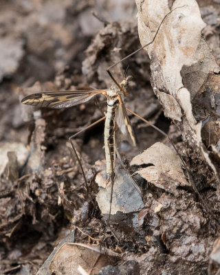 Cranefly - Tipula vittata f 14-03-17.jpg