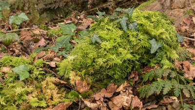 Week 12 - Moss in Andrews Wood 2.jpg