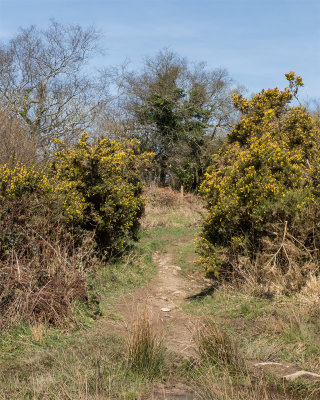 Week 13 - Andrews Wood - Path in Tongue Marsh.jpg