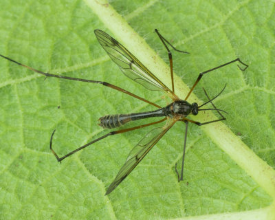 Cranefly - Ptychoptera albimana m 09-04-17.jpg