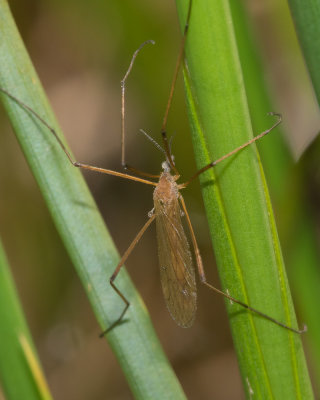 Cranefly - Phylidorea ferruginea 09-04-17.jpg