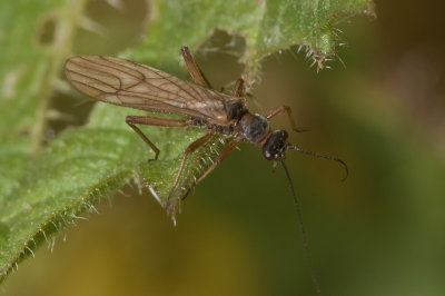 Stonefly - Nemouridae sp 16-04-17.jpg
