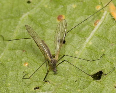Cranefly - Tricyphona immaculata m 07-04-17.jpg