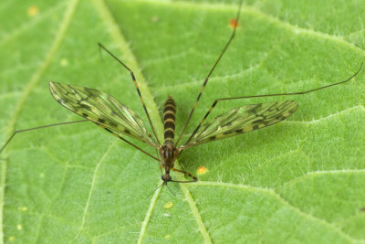 Cranefly - Limonia nubeculosa 16-04-17.jpg