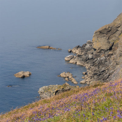Week 17 - Bluebells on clifftop near Bolberry Down.jpg