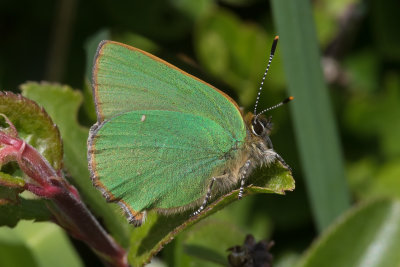 Green Hairstreak - Callophrys rubi 22-04-17.jpg