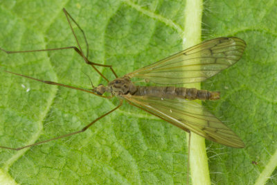 Cranefly - Dicranophragma adjunctum m 23-04-17.jpg