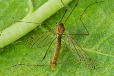Cranefly - Euphylidorea lineola f 23-04-17 wings.jpg