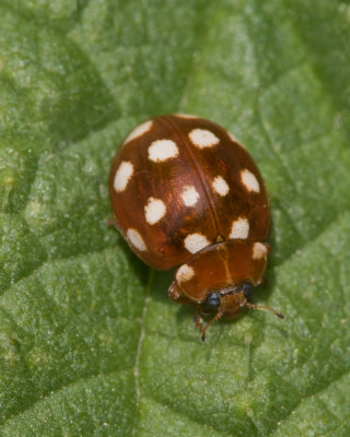 Cream-spot Ladybird - Calvia 14-guttata 03-05-17.jpg