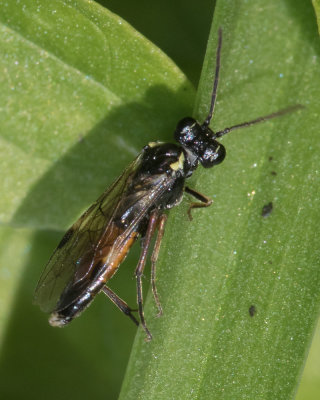 Sawfly - Aglaostigma aucupariae 07-04-17.jpg