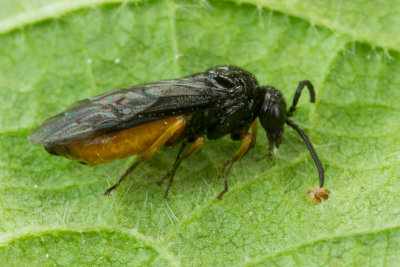 Sawfly - Eutomostethus luteiventris probably 23-04-17.jpg