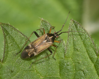 Harpocera thoracia 07-05-17.jpg