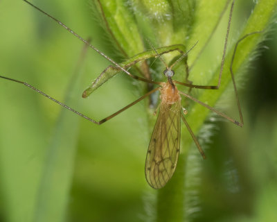 Cranefly - Limonia phragmitidis 07-05-17.jpg
