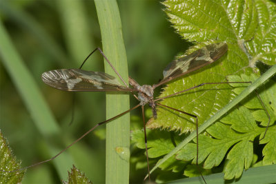 Cranefly - Tipula maxima m 07-05-17.jpg
