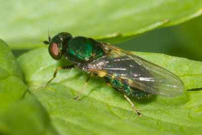 Black-horned Gem Soldierfly - Microchrysa polita f 18-05-17.jpg
