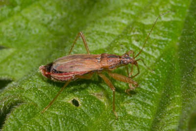 Heath Damsel Bug - Nabis ericetorum 25-05-17.jpg