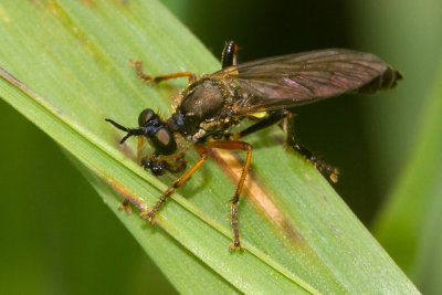 Red-legged Robberfly - Dioctria rufipes 30-05-17.jpg