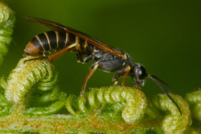 Sawfly - Strongylogaster multifasciata 30-05-17.jpg