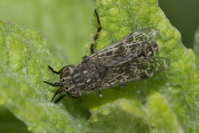 Cleg Horsefly - Haematopota crassicornis or pluvialis f 03-06-17.jpg