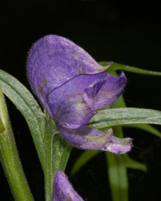 Week 22 - Monkshood - Aconitum napellus - closer.jpg