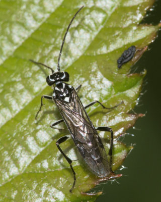 Sawfly - Pachyprotasis rapae 03-06-17.jpg