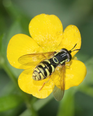 Chrysotoxum elegans f 09-06-17.jpg