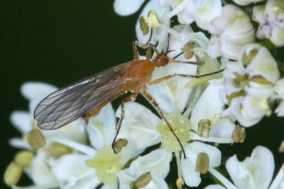 Empis (Xanthempis) lutea 13-06-17.jpg