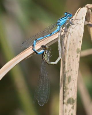 Common Blue Damselfly - Enallagma cyathigerum mating 14-06-17.jpg