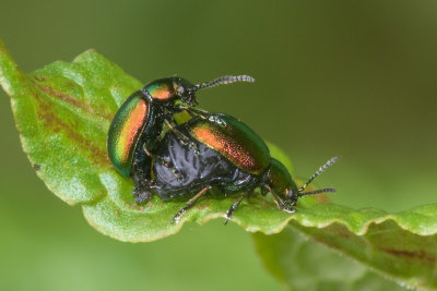 Week 24 - Green Dock Beetles - Gastrophysa viridula.jpg