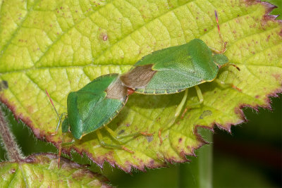 Week 24 - Green Shieldbugs - Palomena prasina.jpg