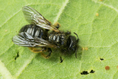 Large Shaggy Bee - Panurgus banksianus male 21-06-17.jpg