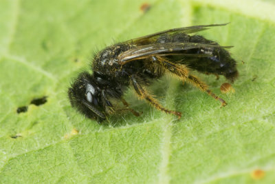 Large Shaggy Bee - Panurgus banksianus male - side.jpg
